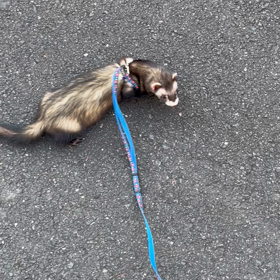 お散歩の画像