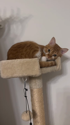 猫のみゅーちゃんですの記事動画