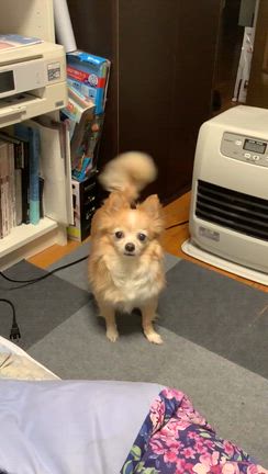 さくら虹を渡る　の記事動画