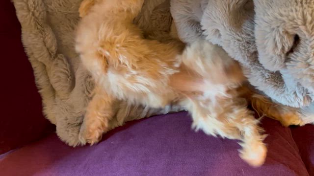 アムシャンの記事動画