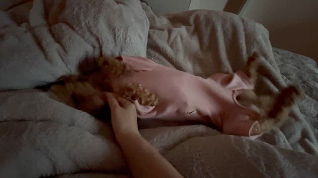 ジェマ募集開始&巣鴨里親会のお知らせの記事動画
