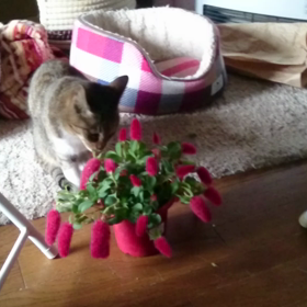 猫中心生活！の画像