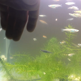 これぞ！DRフィッシュ^ ^の画像