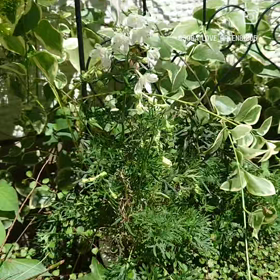 6月後半〜お庭まとめの画像