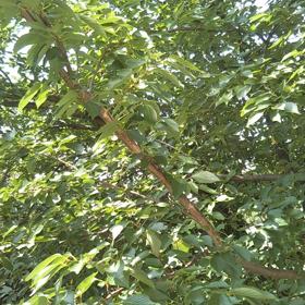セミたちの大合唱　と　風　の画像