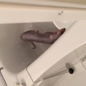 現行犯の画像