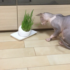 猫草の画像