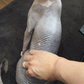 弱点の画像