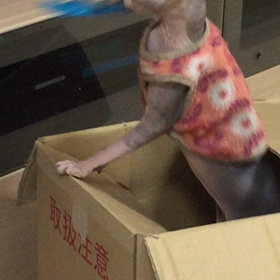 箱入り猫の画像