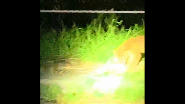 北海道　知床　野生動物ウォッチング　ナイトサファリの記事動画
