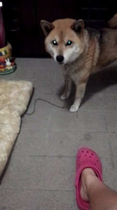 うちのポッちゃんの記事動画