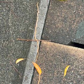 初見（不快生物？閲覧注意）の画像