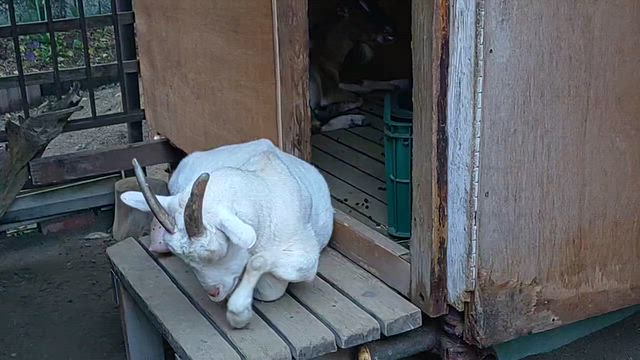 ヤギとまったりした朝は。の記事動画