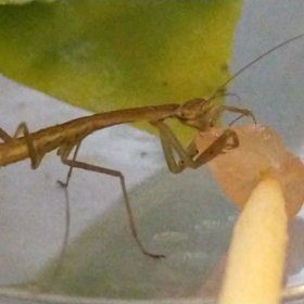 赤ちゃんカマキリに鶏肉をあげました。11/21の画像