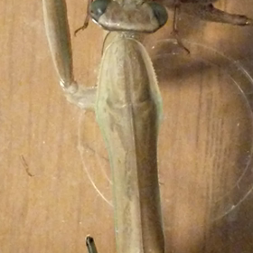 カマキリの餌やり11/30の画像