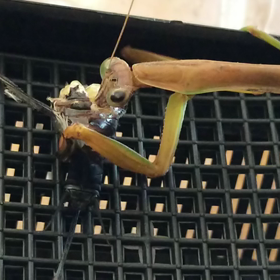 カマキリの餌やりの画像