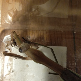雌カマキリにSサイズコオロギ２匹あげました12/17の画像