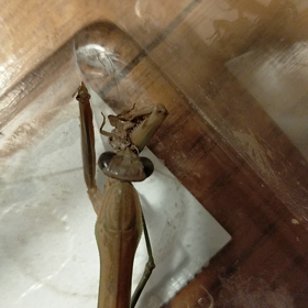 雌カマキリにsサイ  ズのヨーロッパイエコオロギ二匹をあげた。12/14の画像