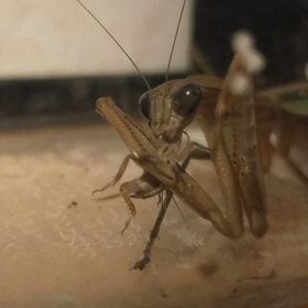 雌カマキリ、sサイズのヨーロッパイエコオロギを２匹食べる。12/11の画像