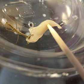 赤ちゃんカマキリ、鶏胸肉を食べるの画像