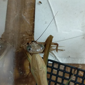カマキリの餌やり11/20の画像