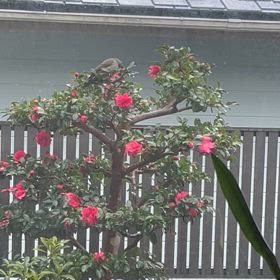 サザンカの花が咲き始めたらヒヨドリかな？の画像