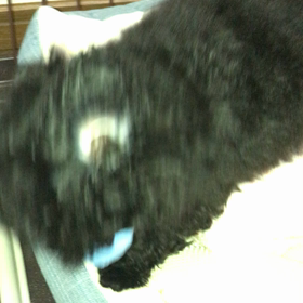 コーフンしちゃうの画像