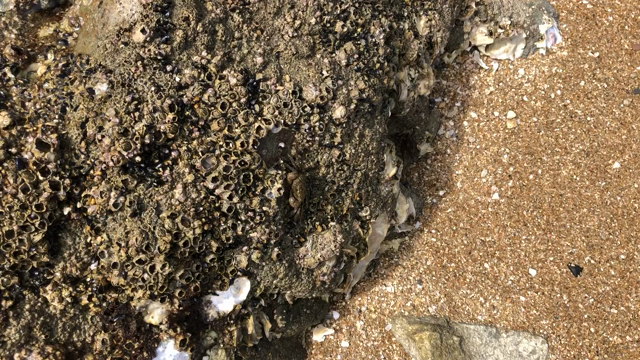 鞆の浦仙酔島動画　投稿順番間違い　こっちが先！『カニちゃんと戯れたい‼』の記事動画