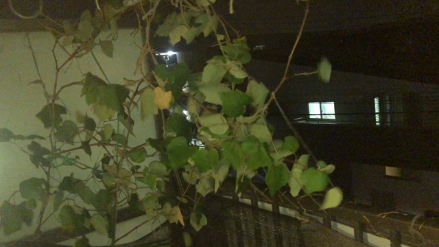 台風の前後　ブドウの木がピンチに・・・！？？の記事動画