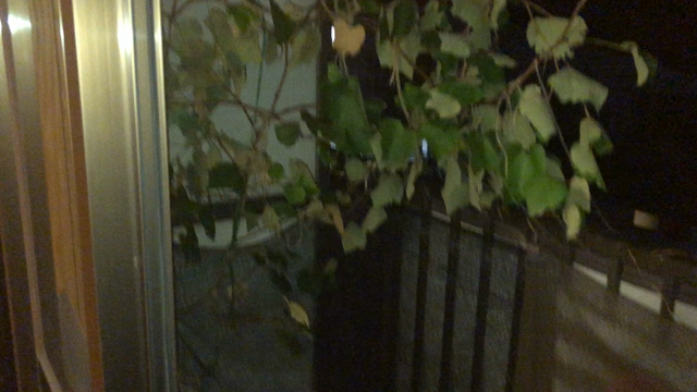 台風の前後　ブドウの木がピンチに・・・！？？の記事動画