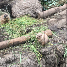 新潟では田植えの時期の画像