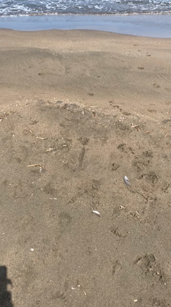 海の記事動画