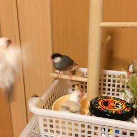 四羽の動画の画像