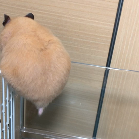 小さな脱走犯の画像