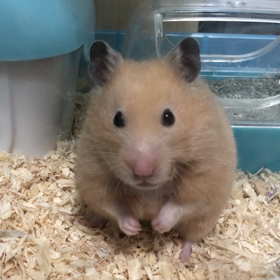 どうしたの？の画像