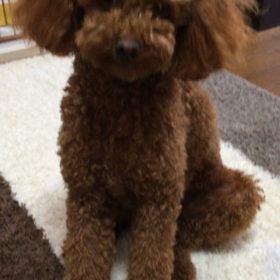 ♪♪いとしのエリー♪♪の画像