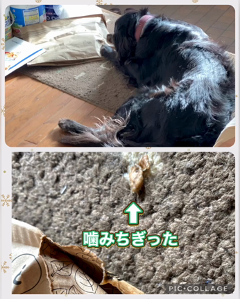 対照的なフラットコーテッドレトリーバーの記事動画