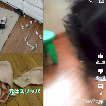 対照的なフラットコーテッドレトリーバーの記事動画