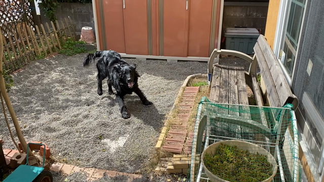 庭で発散！の記事動画