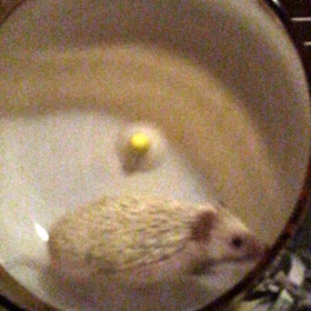 ヤッホー！大好きっサイレントホイール♥の画像