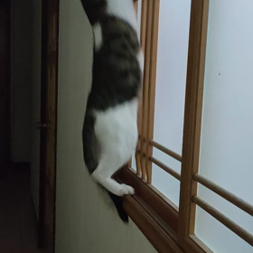 ニジャの画像