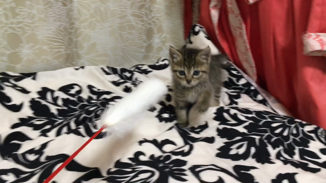 猫を飼い始めました٩(ˊᗜˋ*)وの記事動画