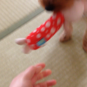 ウサギを噛むと犬が変わるの画像