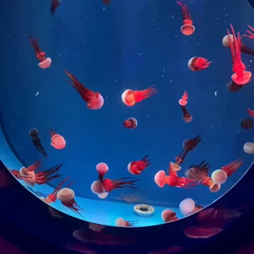 クラゲの画像