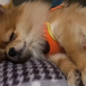 cocoの画  像