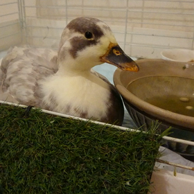 鳴かないアヒルの画像