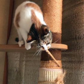 落ちたのに。の画像