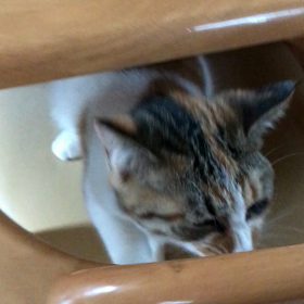 ちくわ。恐るべし。の画像