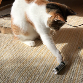 オモチャ発見❗️の画像