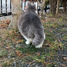 なると。チャレンジする。の画像